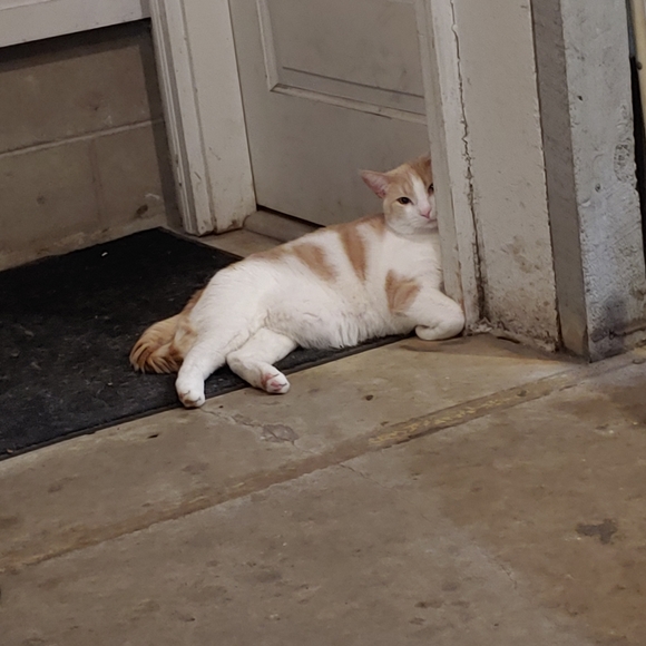 Meet your Posher, Heather - Picture 9 of 11